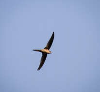 Image of Asian Palm Swift