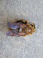 Image of large carpenter bee