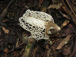 Image of Bridal veil stinkhorn