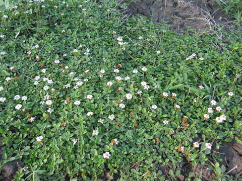 Phyla nodiflora var. minor (Gillies & Hook.) N. O'Leary & Múlgura的圖片