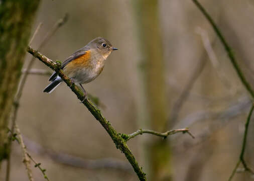 Image of Orange-flanked Bush-Robin