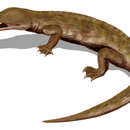 Image of Choristodera