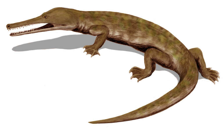 Image of Choristodera