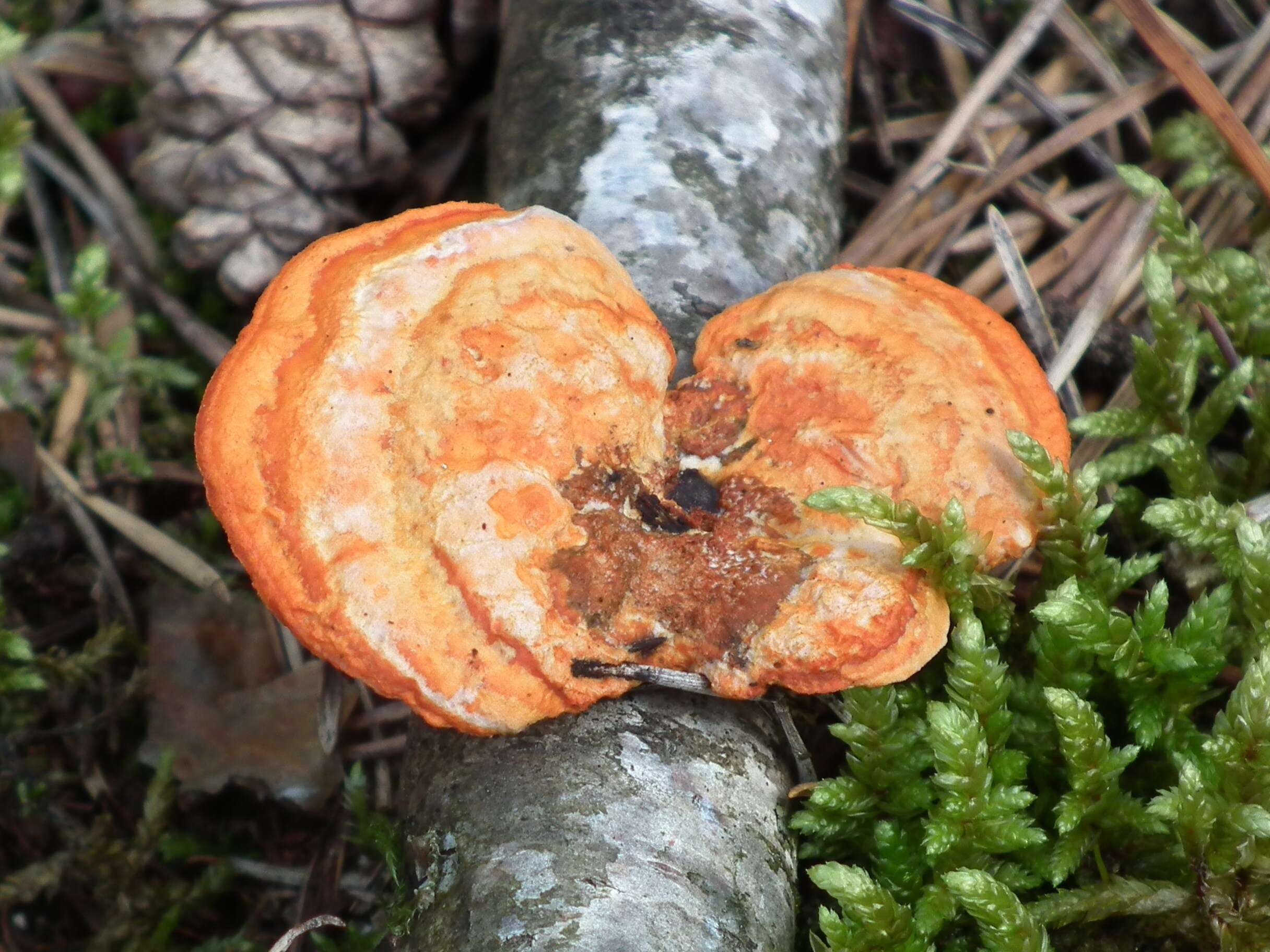 Imagem de Pycnoporus cinnabarinus (Jacq.) P. Karst. 1881