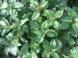 Image of Virginia water horehound