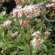 Image of Eupatorium japonicum Thunb.