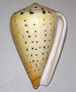 صورة Conus betulinus Linnaeus 1758