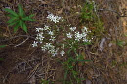 Image de Gypsophila fastigiata L.