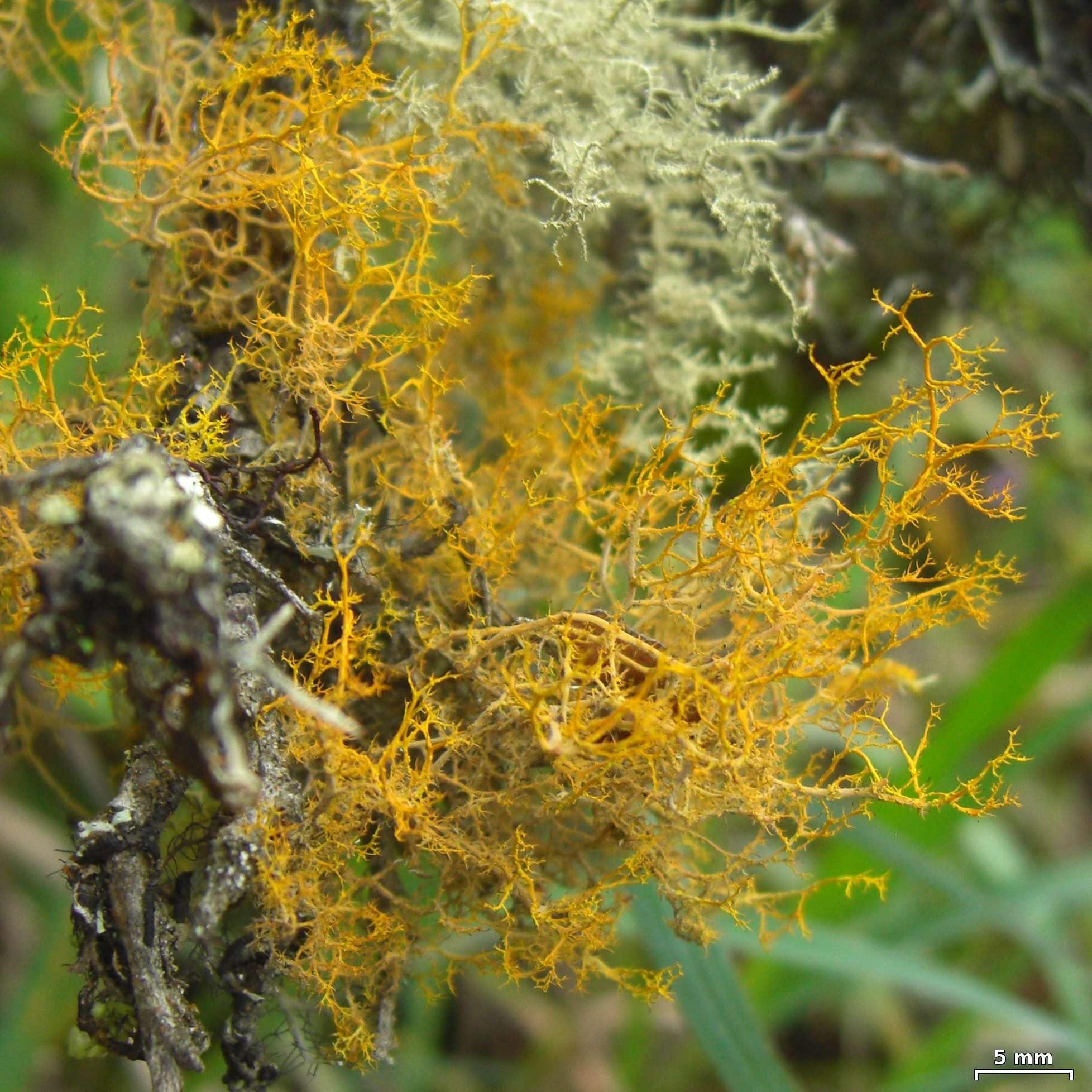 Image of teloschistes lichen