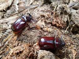 Image of European rhinoceros beetle