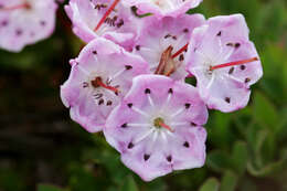 Image of alpine laurel