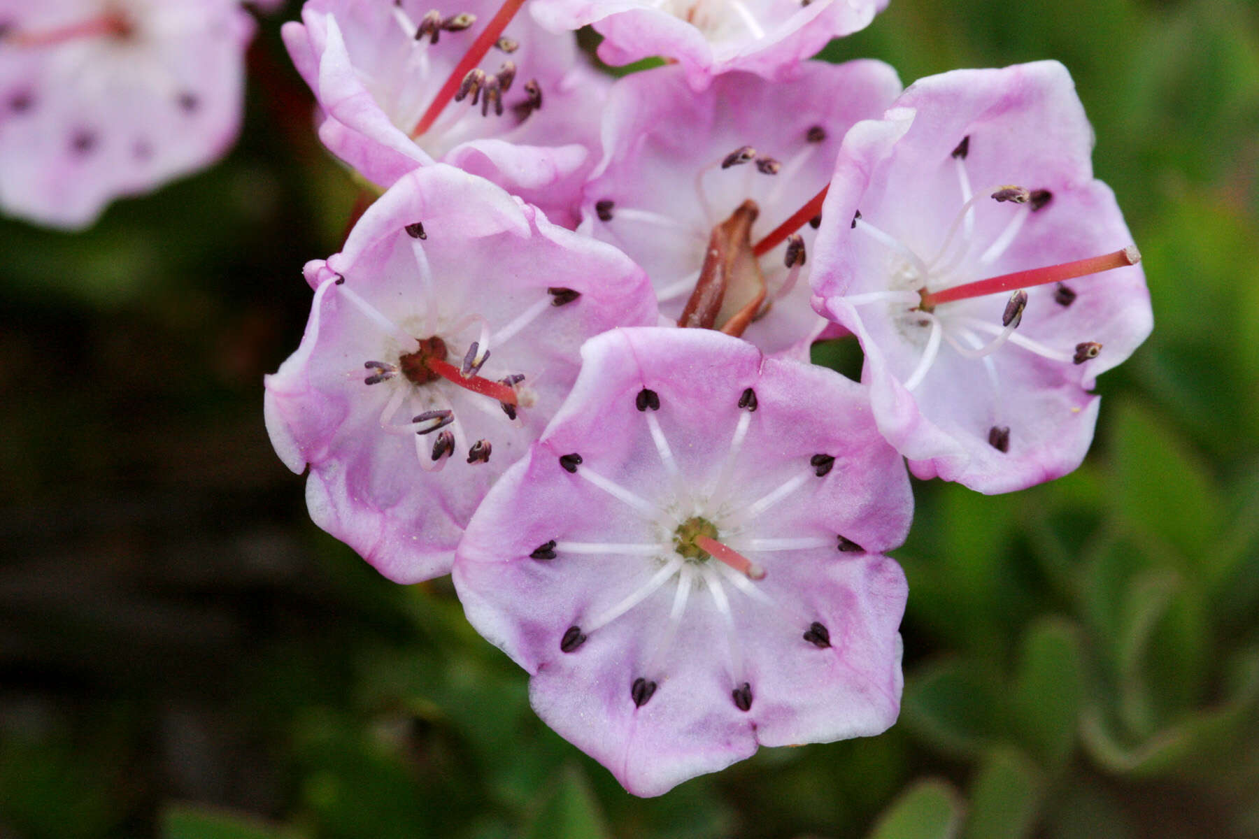 Image of alpine laurel