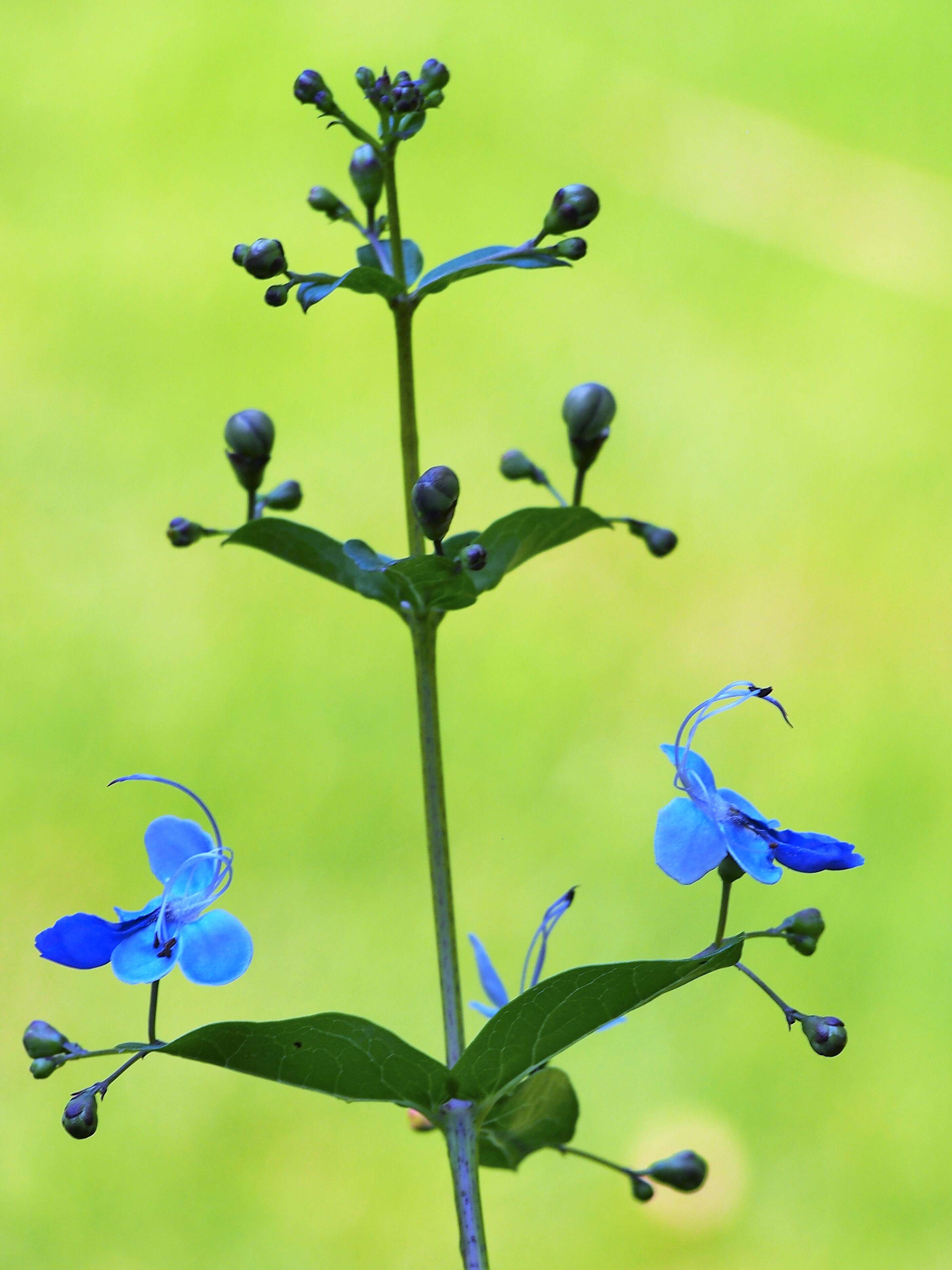 Image of Blue cat's whiskers