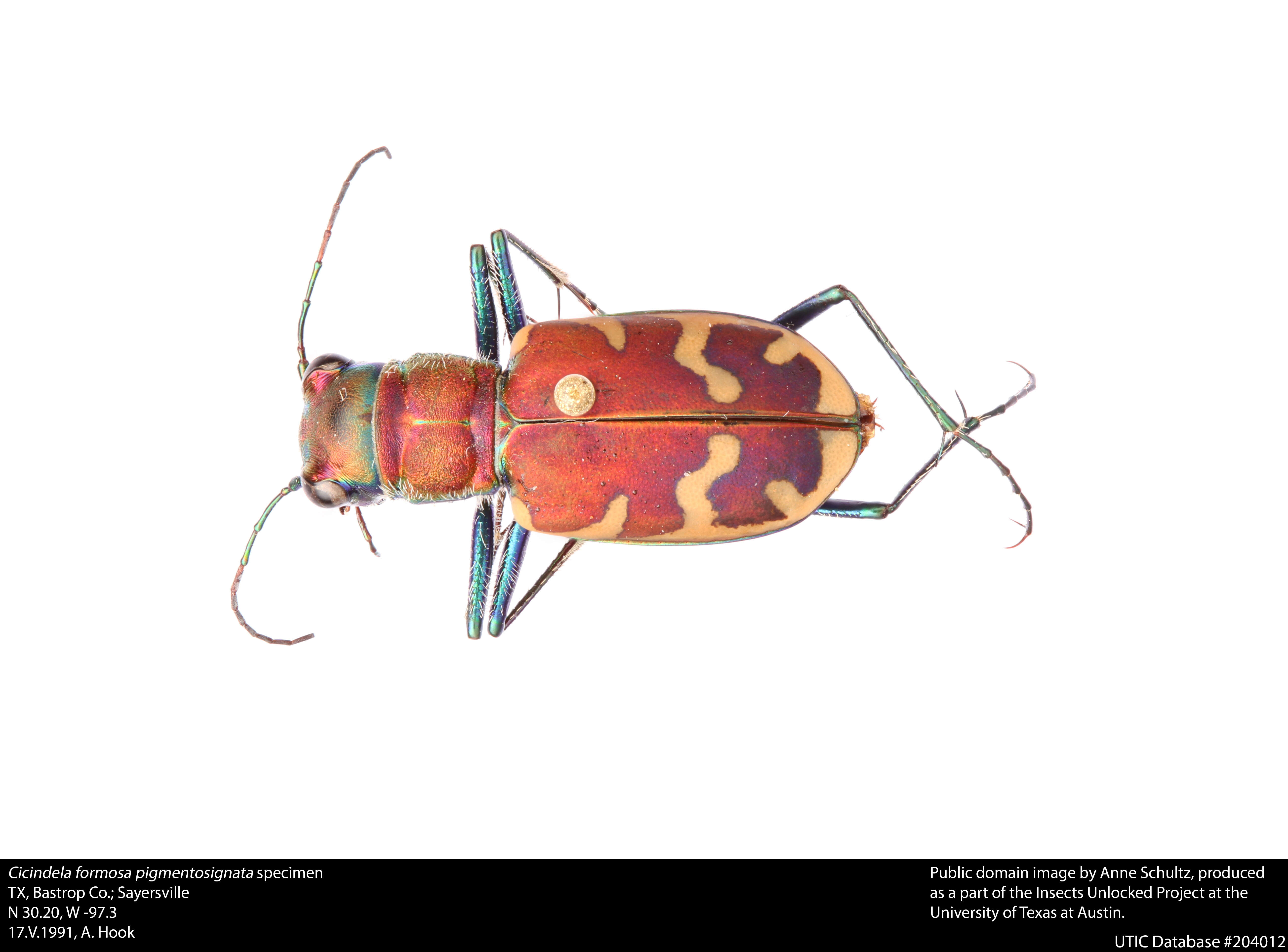 Image de Cicindela (Cicindela) formosa Say 1817