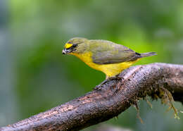 Image of Thick-billed Euphonia