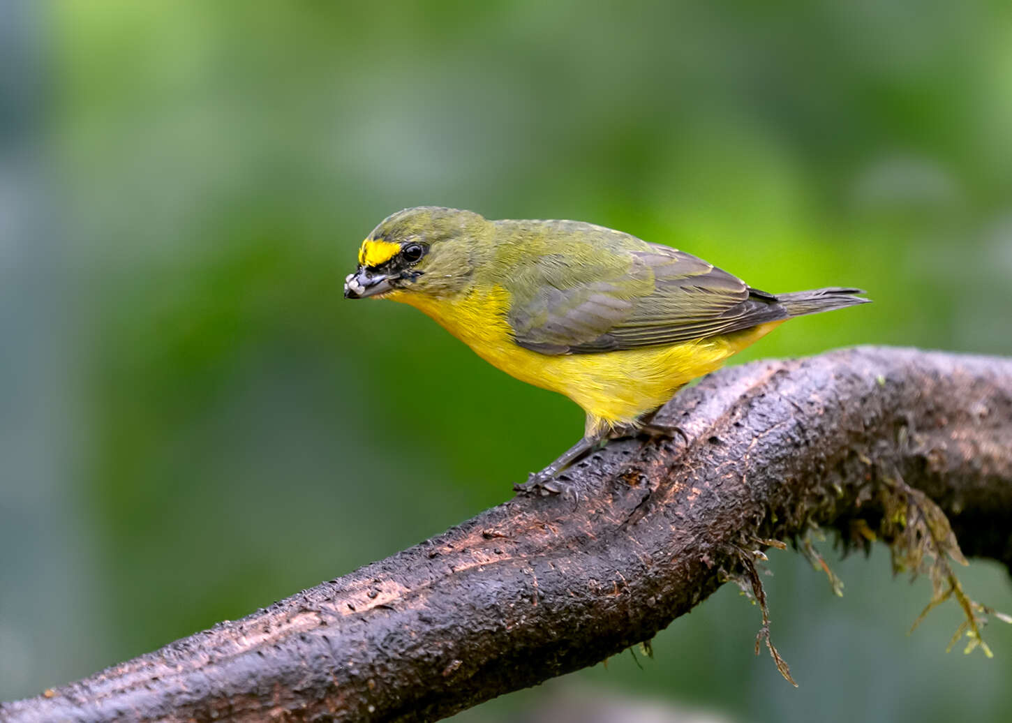 Image of Thick-billed Euphonia