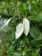 Image of White flag bush