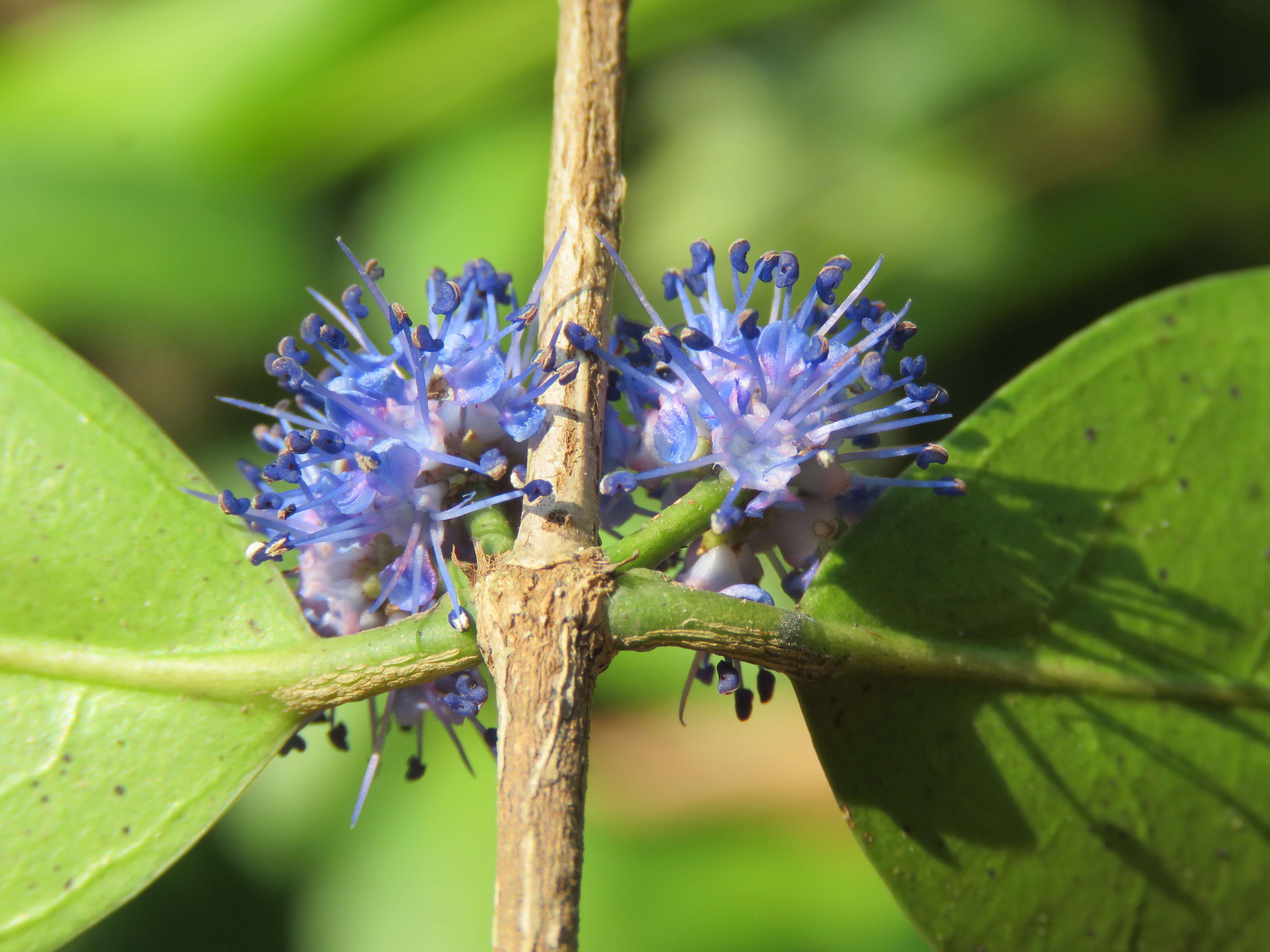 Слика од Memecylon umbellatum Burm. fil.