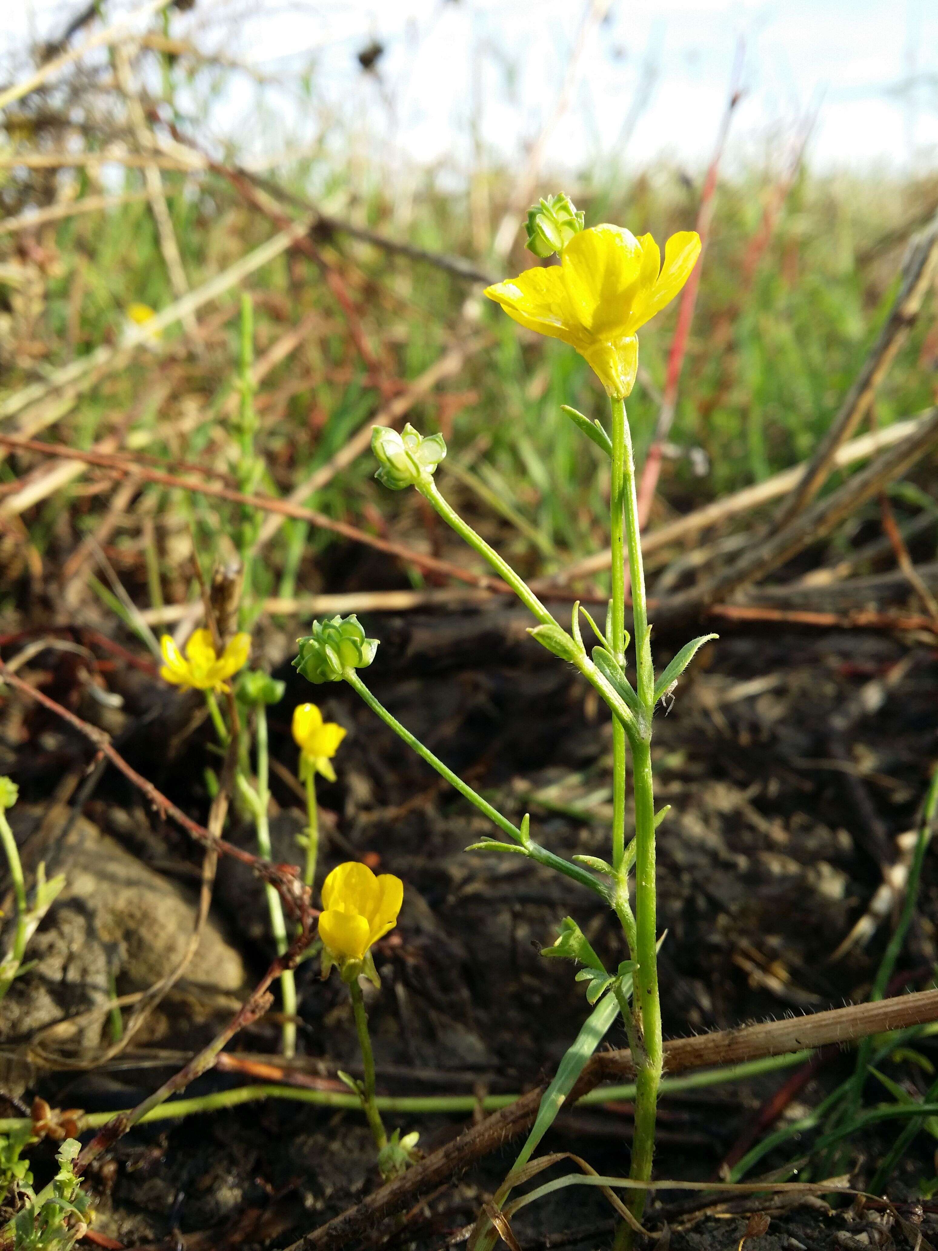 Image of hairy buttercup