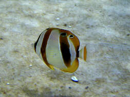 Image of Double sash butterflyfish