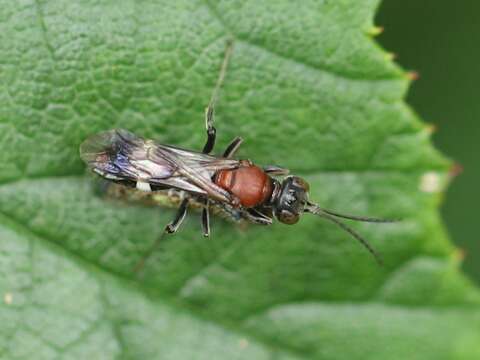 Image of Japanese Leafhopper