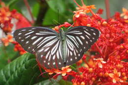 Imagem de Clerodendrum paniculatum L.