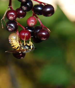 Image of Common wasp