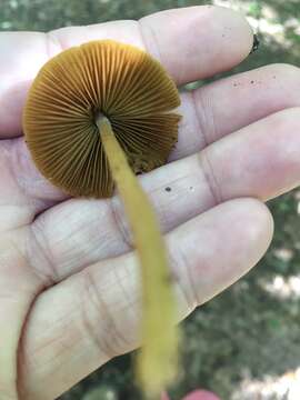 Imagem de Conocybe tenera (Schaeff.) Fayod 1889