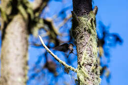 Image of Western Bluebird