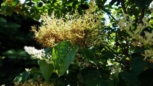 Image of Japanese Tree Lilac