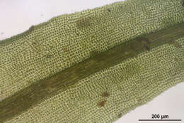 Image of dichodontium moss