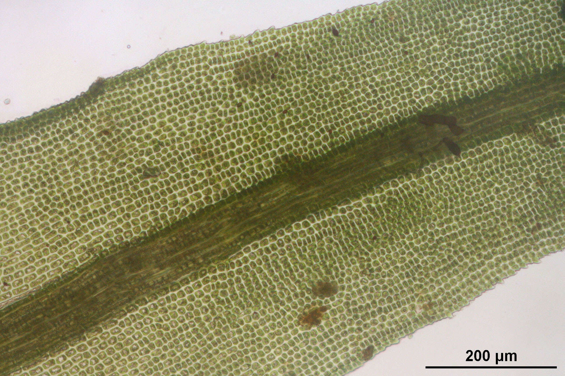 Image of dichodontium moss