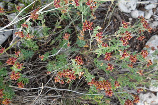 Image of perennial savory