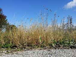 Image of Indian lovegrass