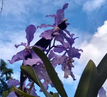 Image of blue orchid