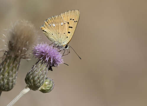 Image of Lycaena virgaureae