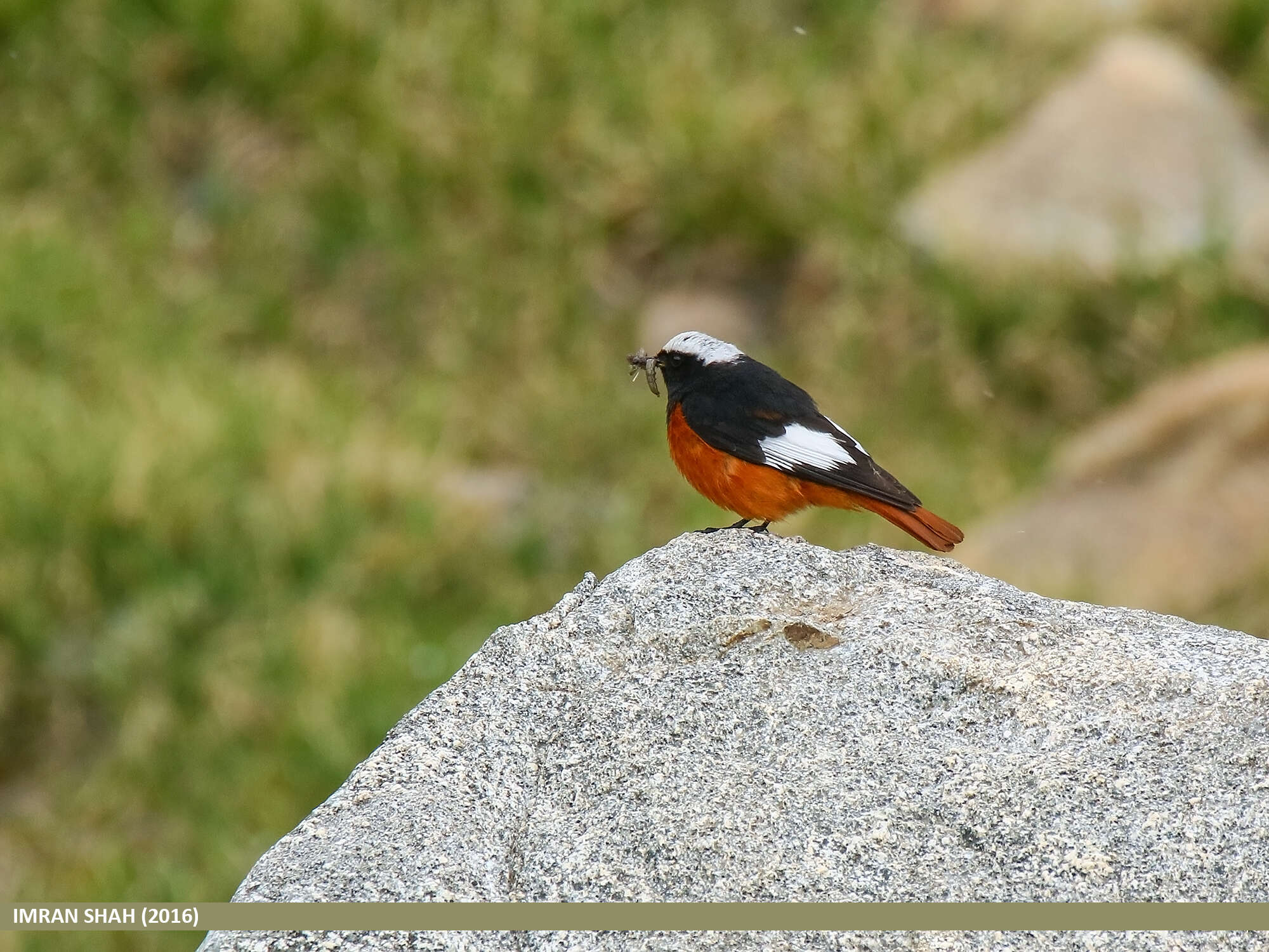 Imagem de Phoenicurus erythrogastrus (Güldenstädt 1775)