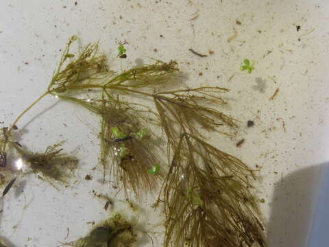 Image of Spineless Hornwort