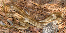 Image of Prairie Kingsnake