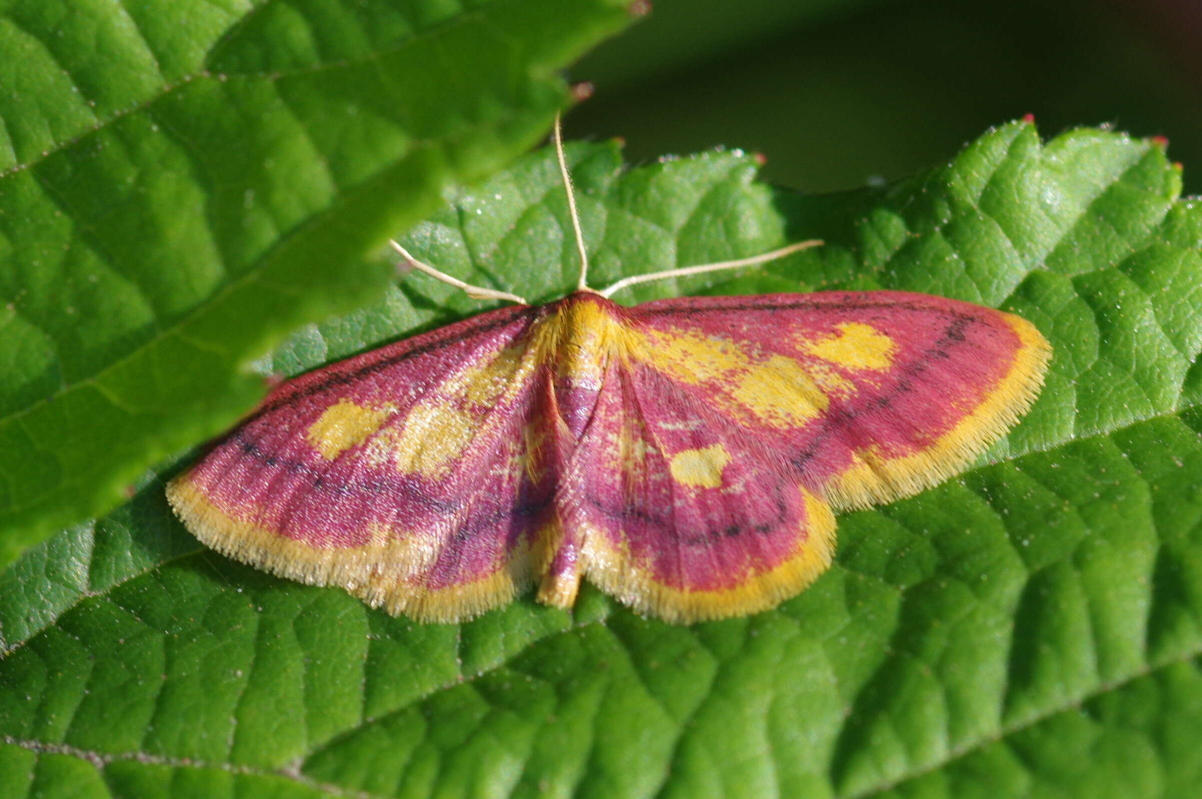 Image of purple-bordered gold