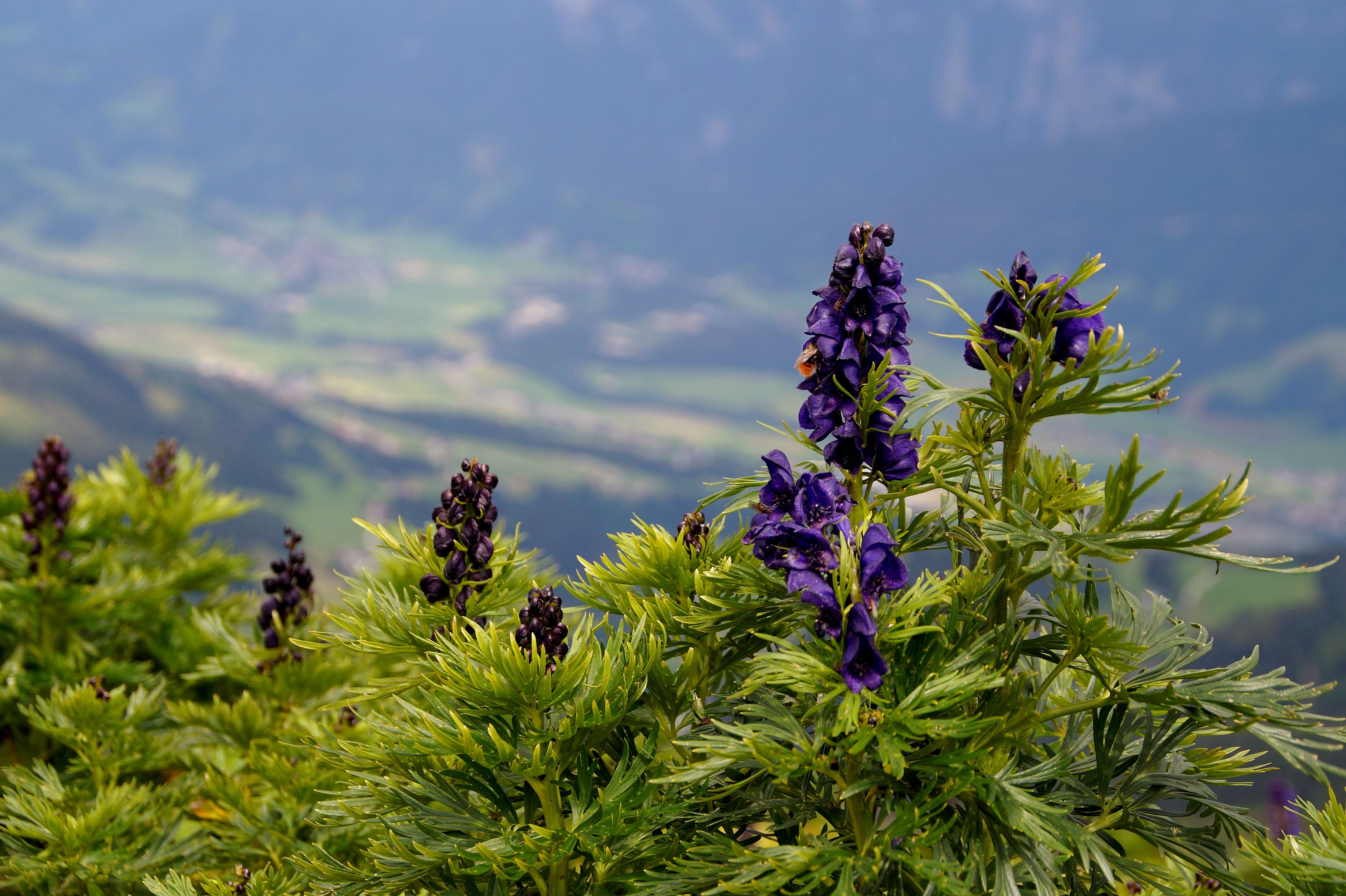 Слика од Aconitum napellus L.