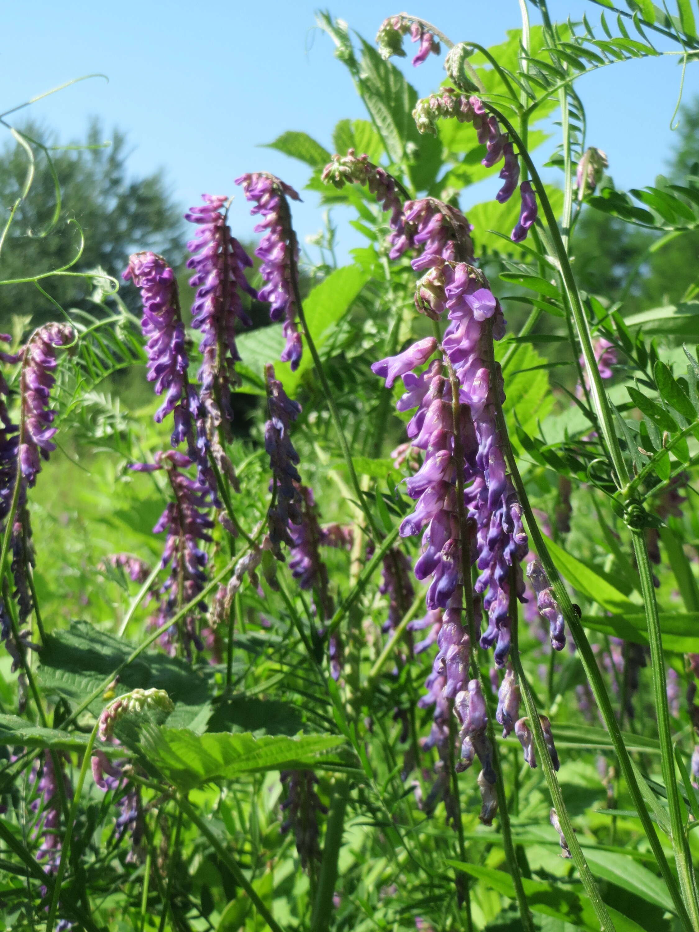 Image of fodder vetch