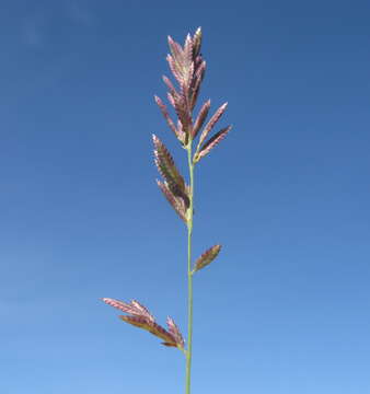 Image de Eragrostis brownii (Kunth) Nees