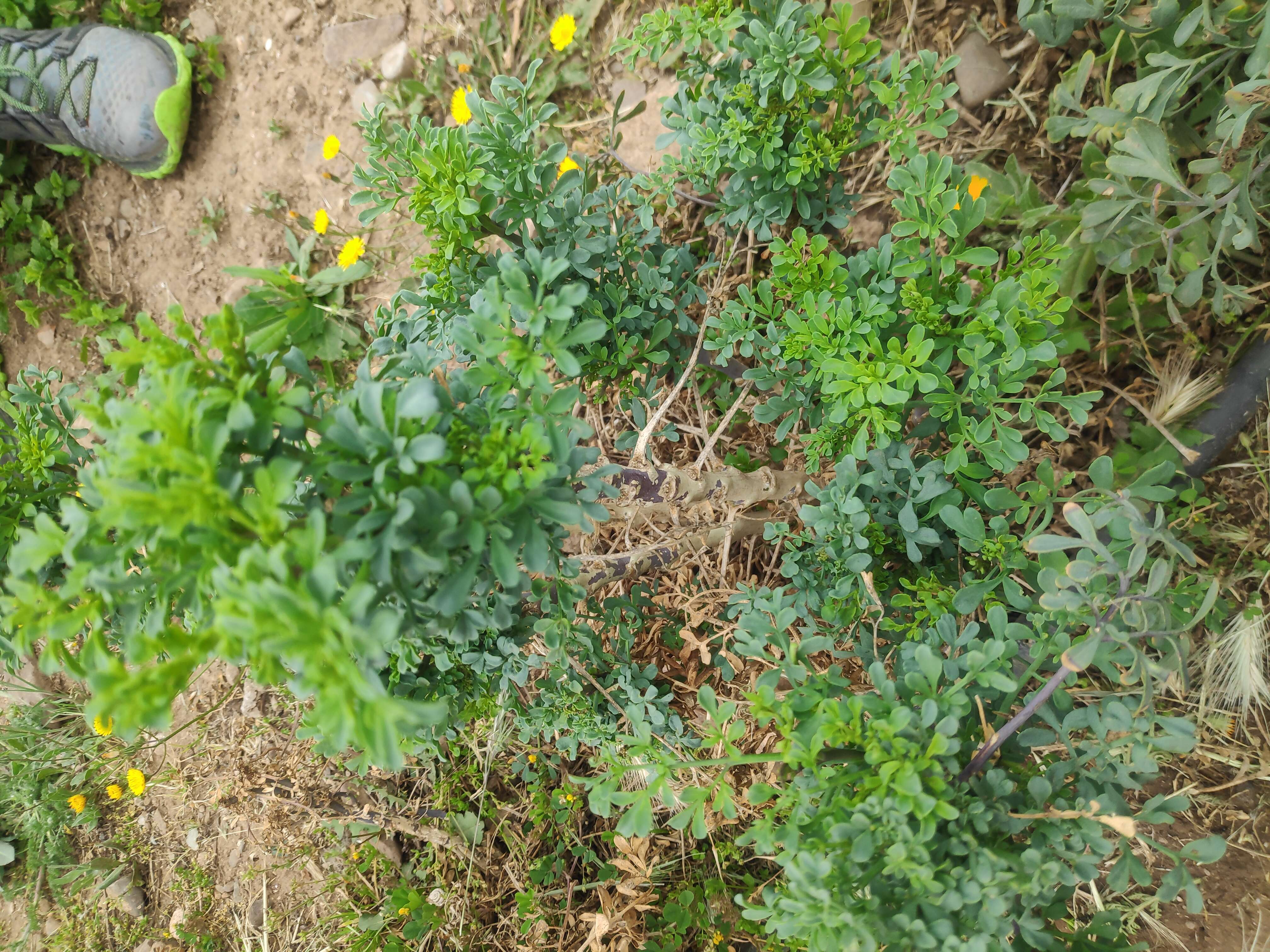 Image of fringed rue