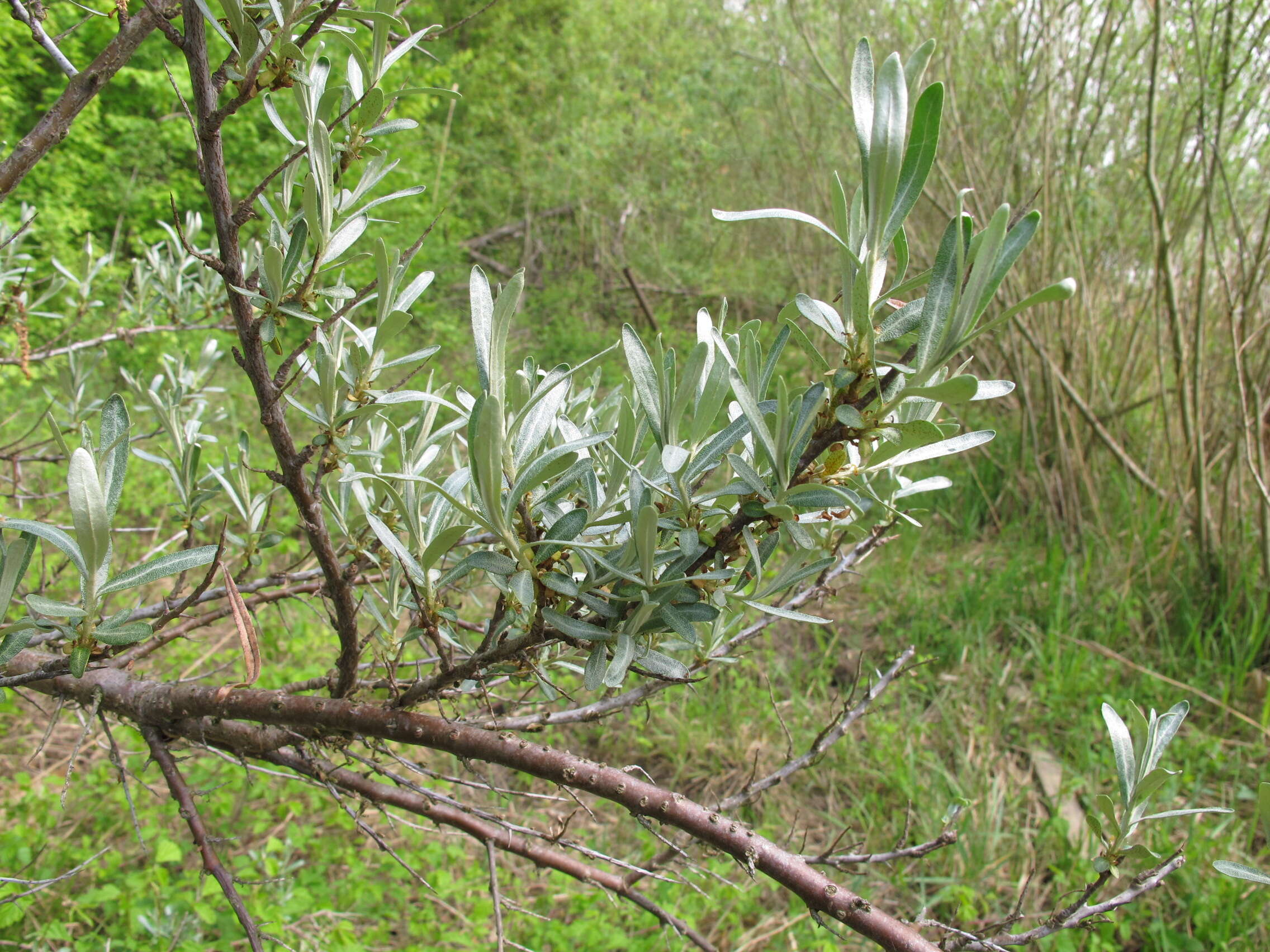 Image of Sea-buckthorn