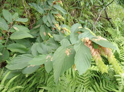 Image of wildhops