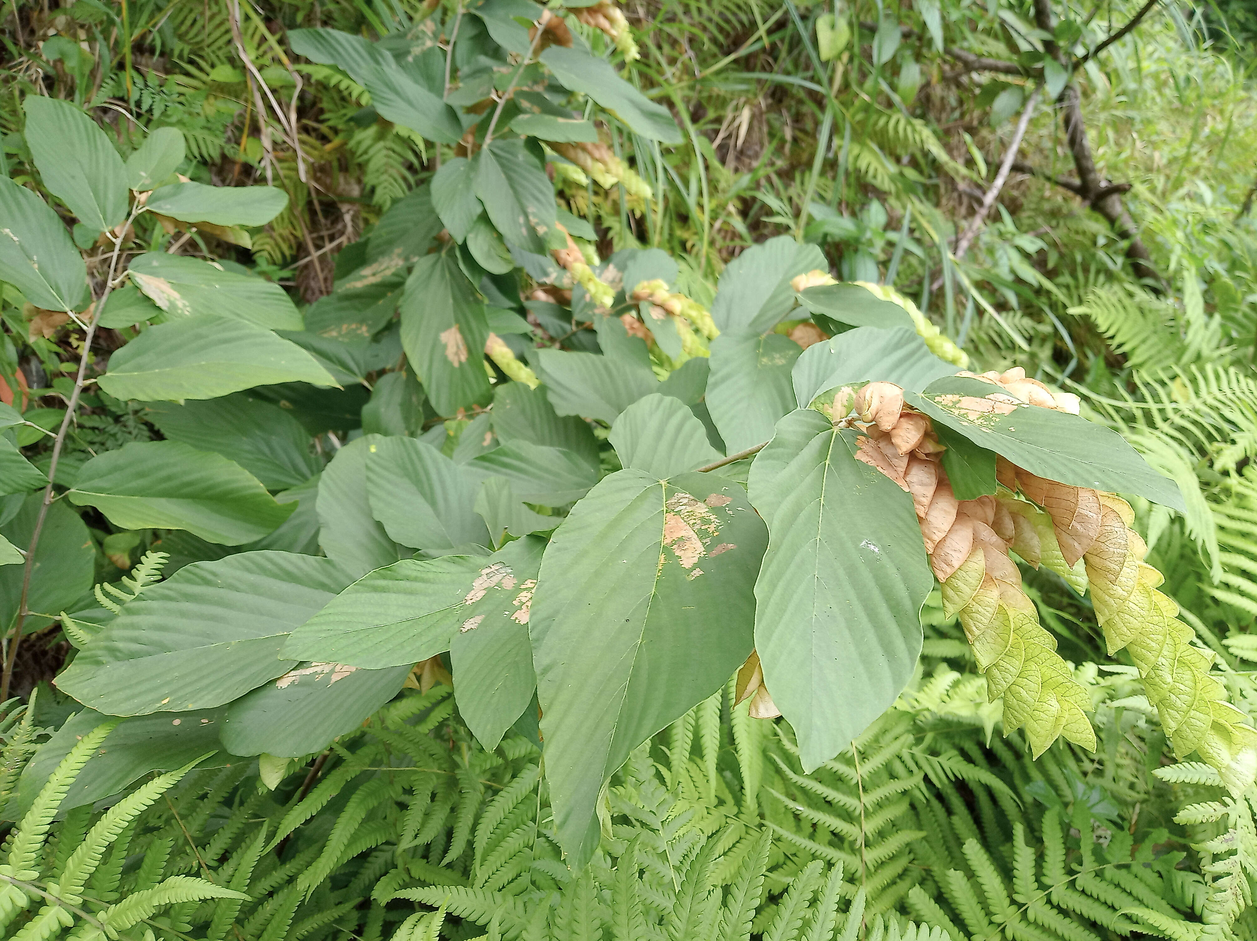 Слика од Flemingia strobilifera (L.) W. T. Aiton