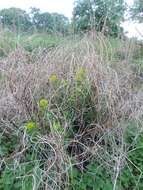 Image of Marsh Spurge