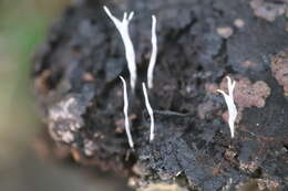 Image of Candle-snuff Fungus