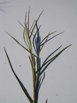 Image of limpograss